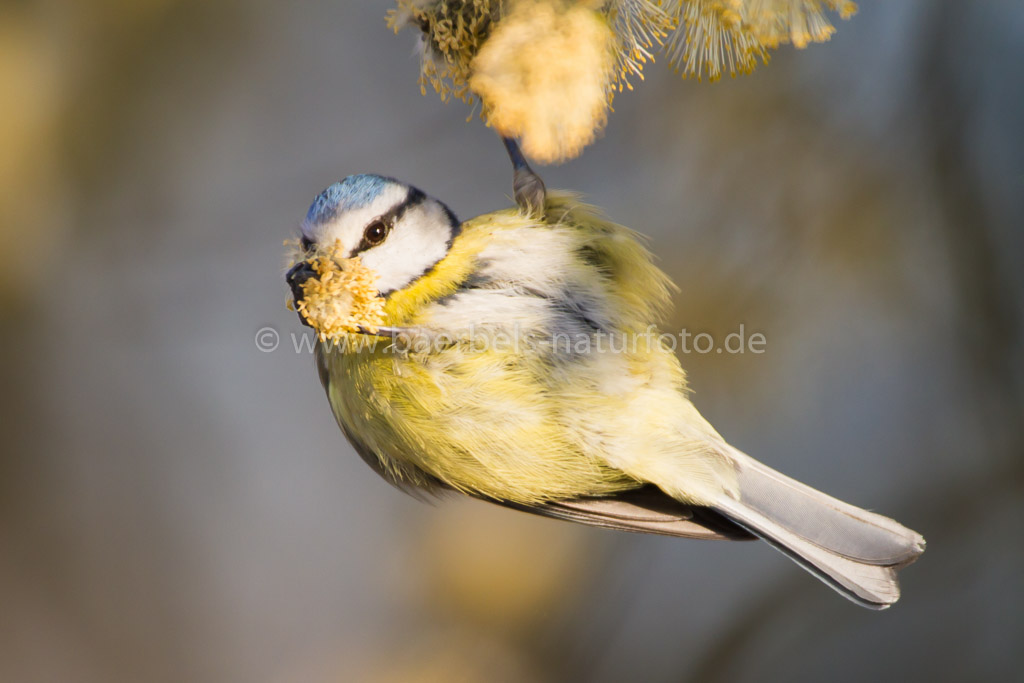 Blaumeise beim Frühstück