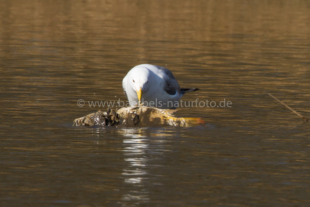 Möwe hat einen toten Fisch gefunden