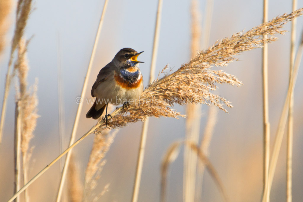 Blaukehlchen