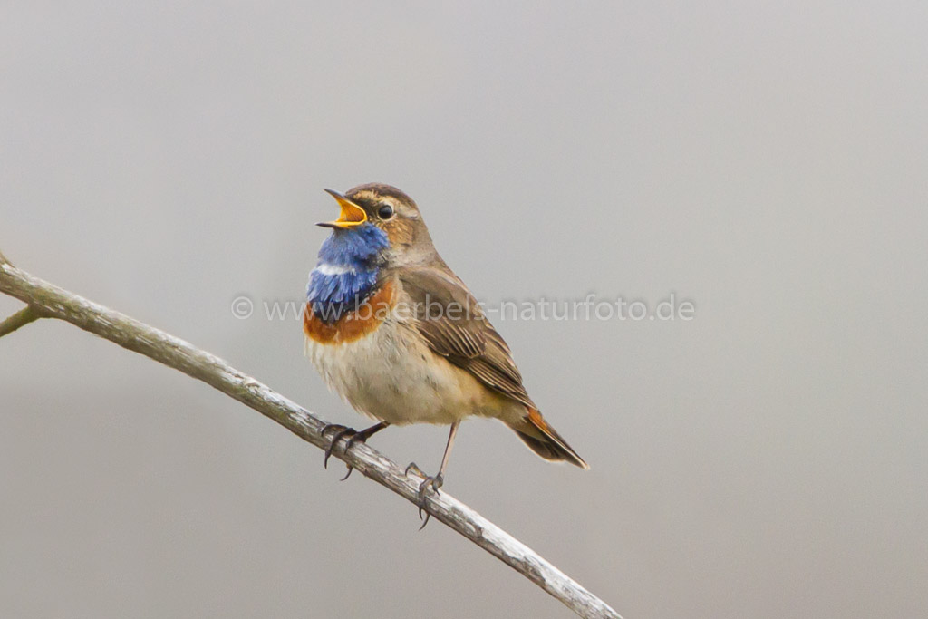 Singendes Blaukehlchen