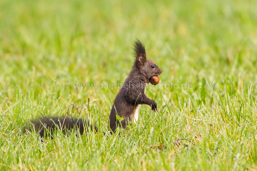 Eichhörnchen