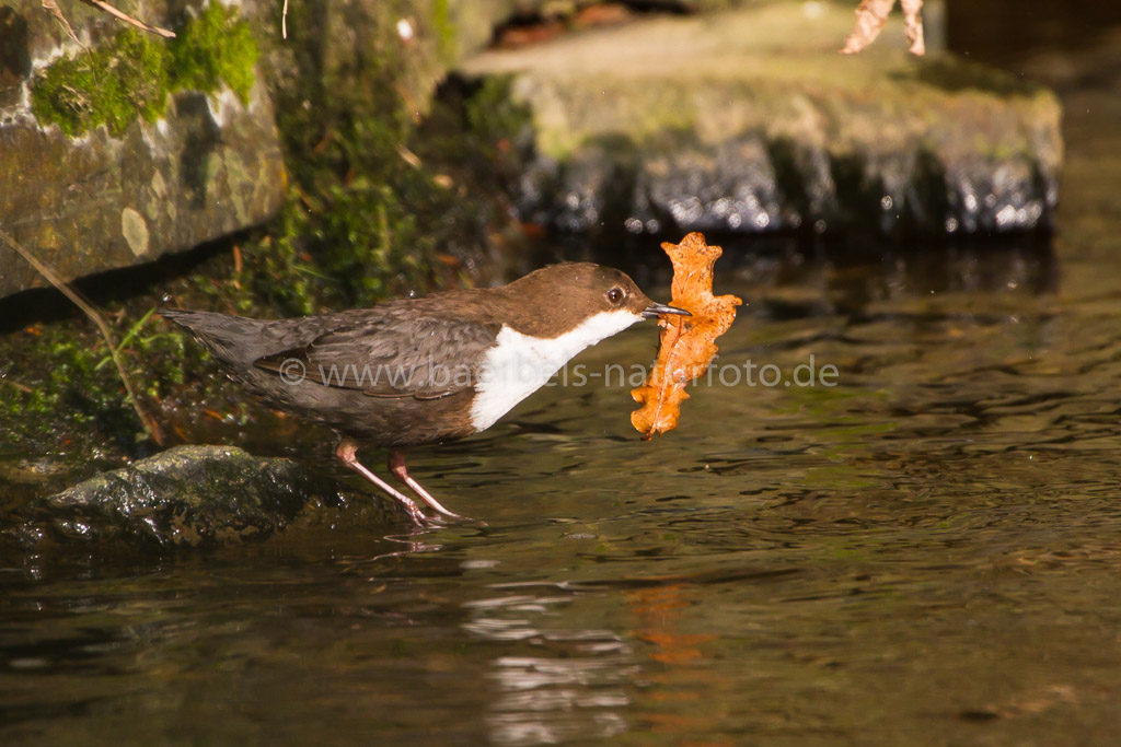 Wasseramsel mit Nistmaterial