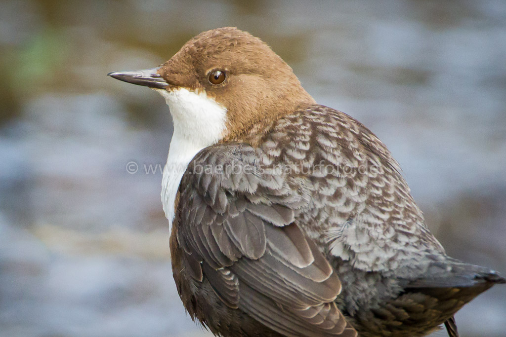 Porträt Wasseramsel