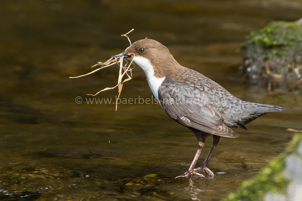 Wasseramsel mit Nistmaterial