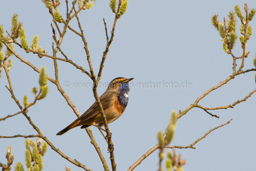 Blaukehlchen