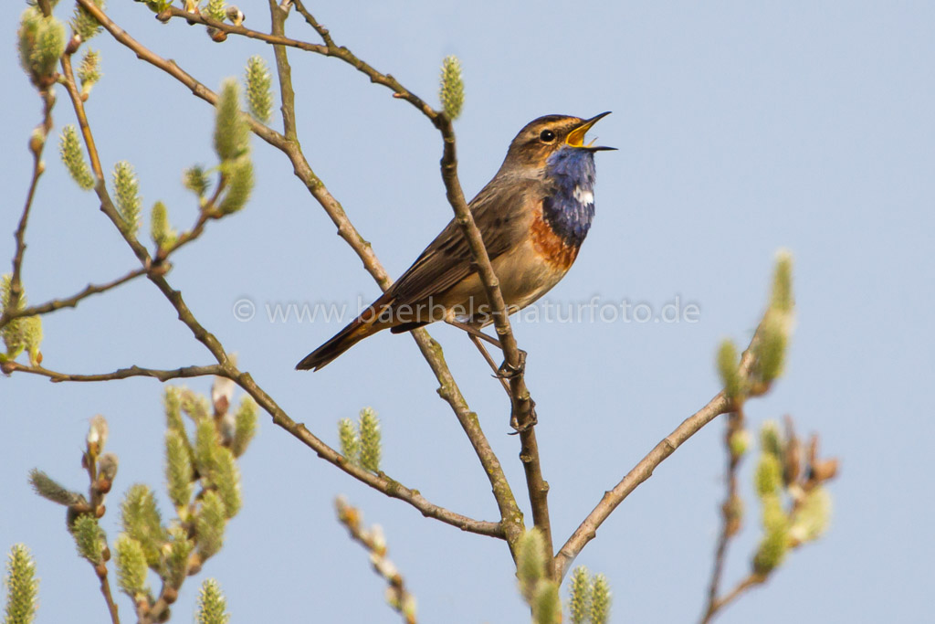 Blaukehlchen