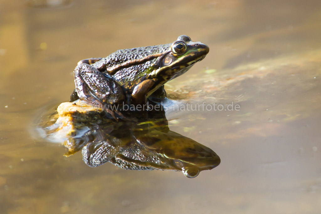 Grünfrosch beim Sonnenbad