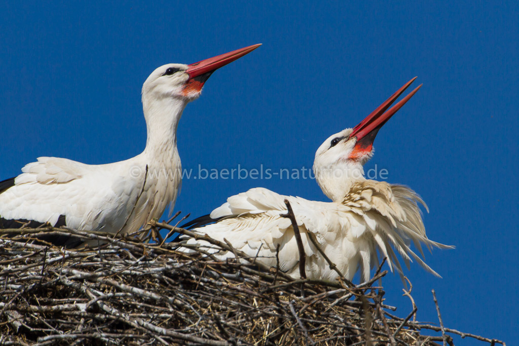 Weißstörche im Nest