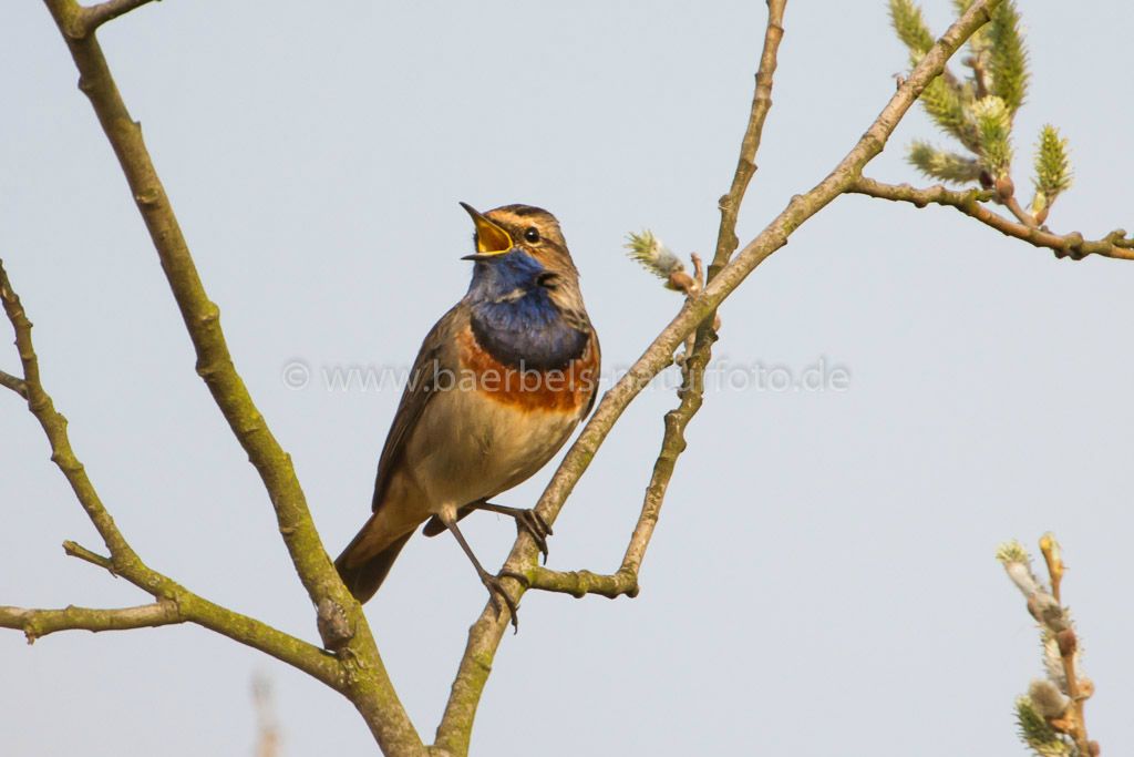 Singendes Blaukehlchen