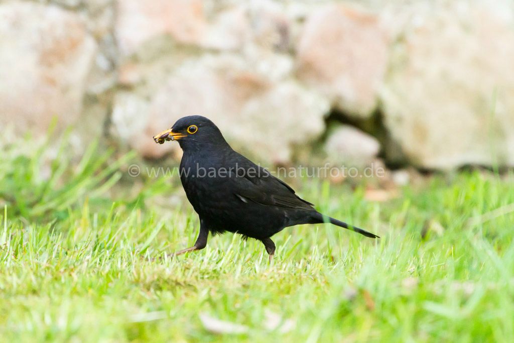 Männl. Amsel mit Futter