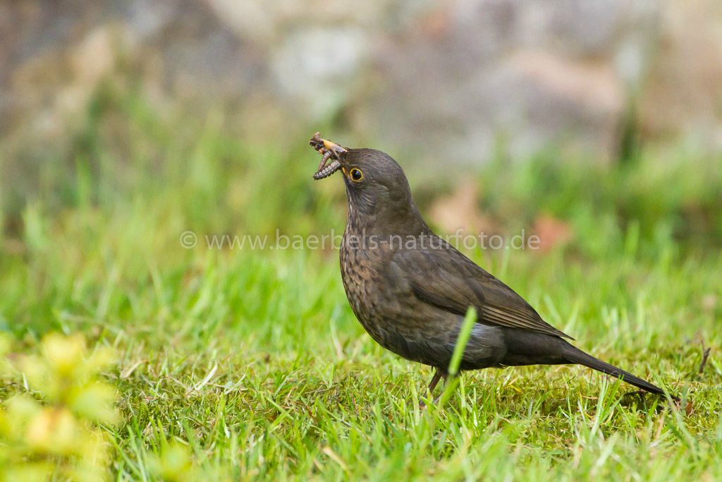 Weibl. Amsel mit Futter