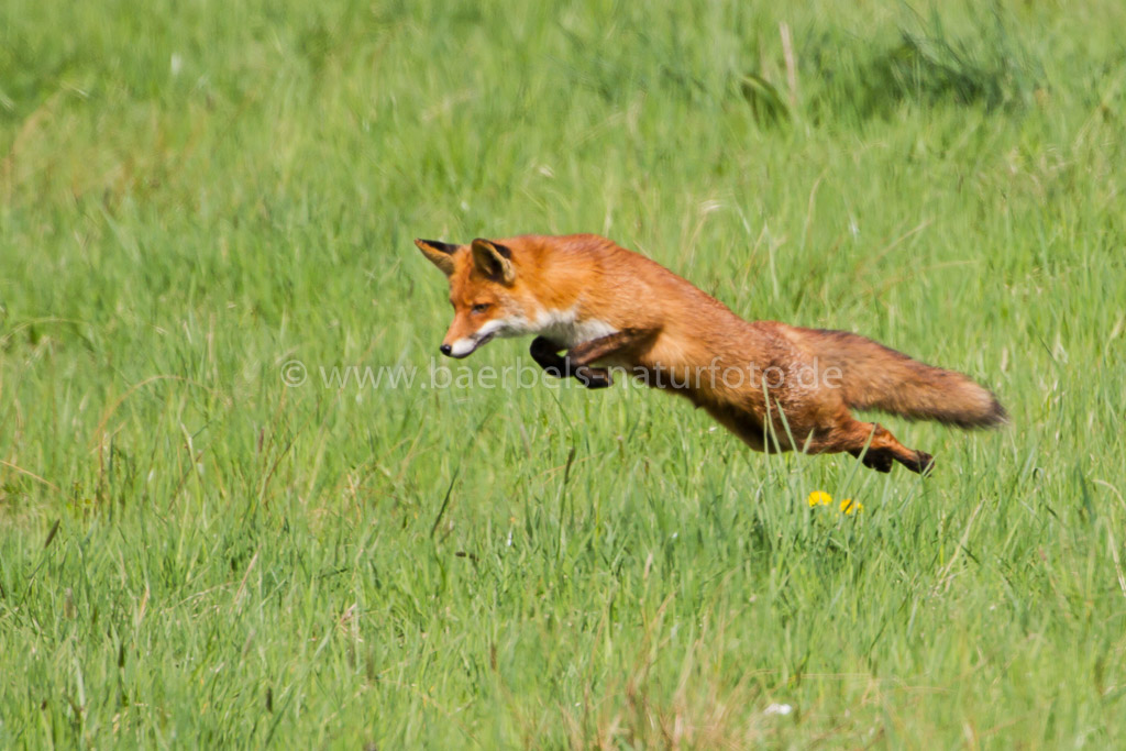 Rotfuchs beim Mäusefang