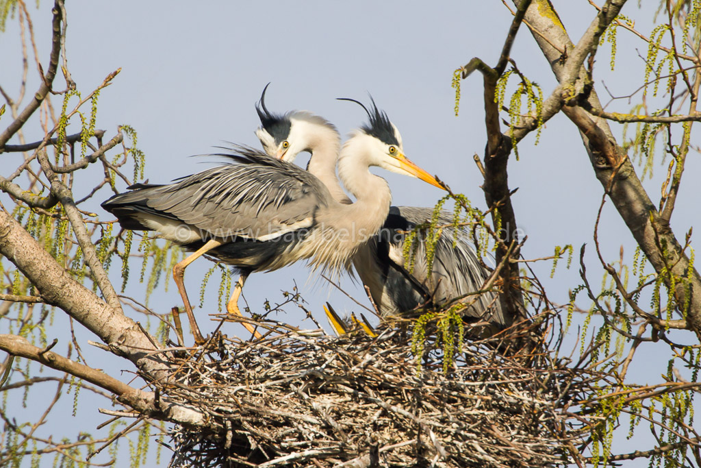 Eltern auf ihrem Nest worin sich 4 Junge Reiher befinden