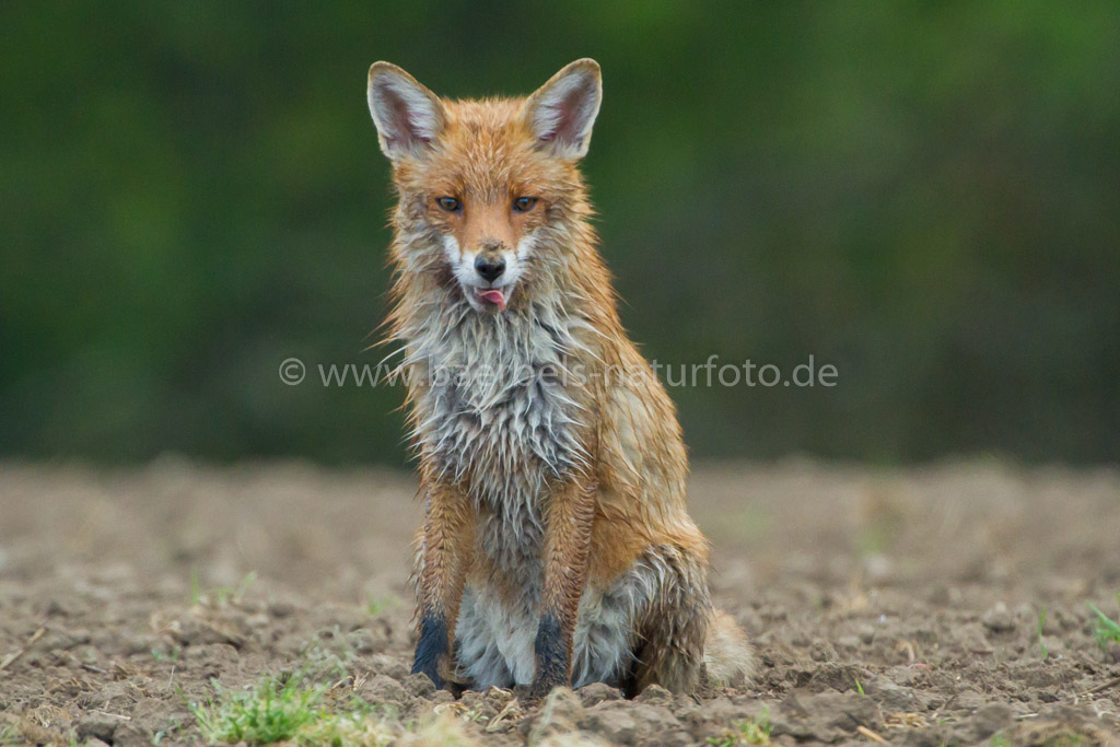 Ein Fuchs am Straßenrand steckt und die Zunge heraus