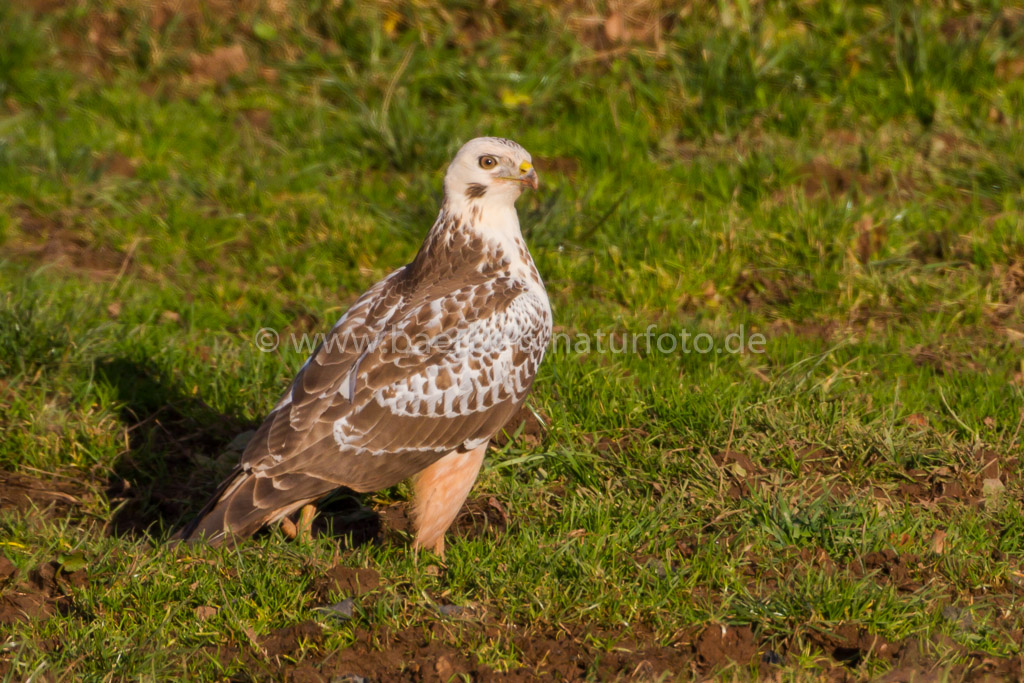 Mäusebussard