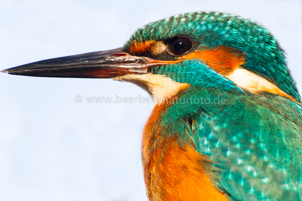 Porträt vom Eisvogel