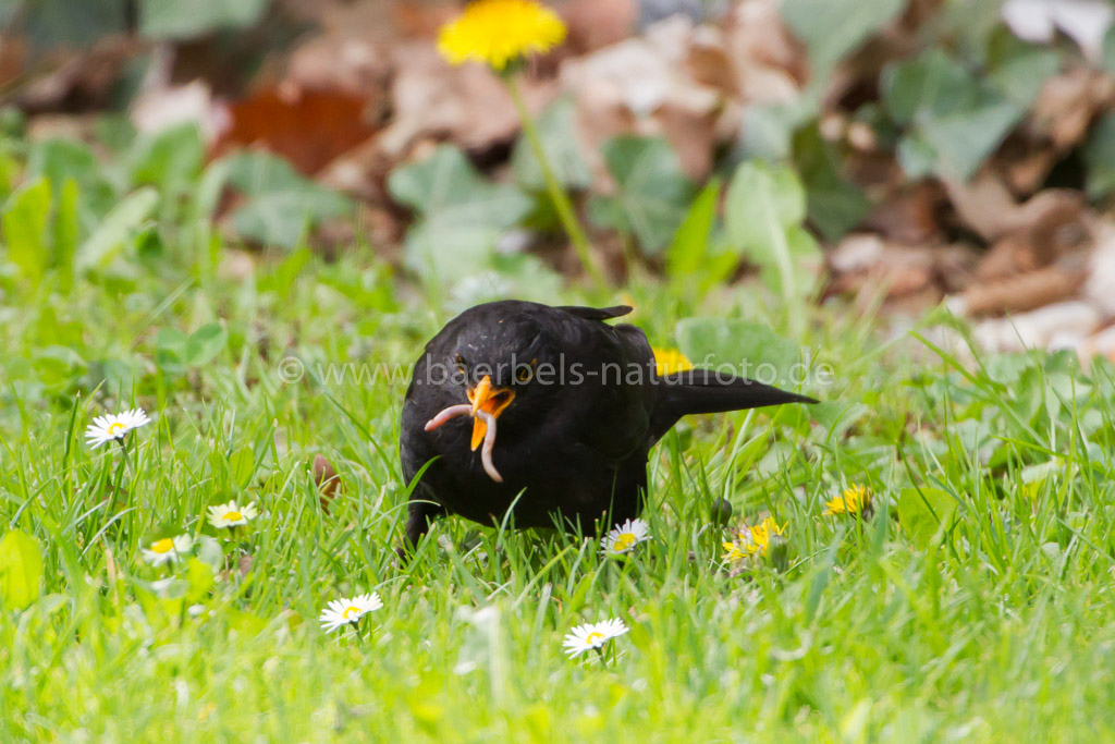 Amsel männl.