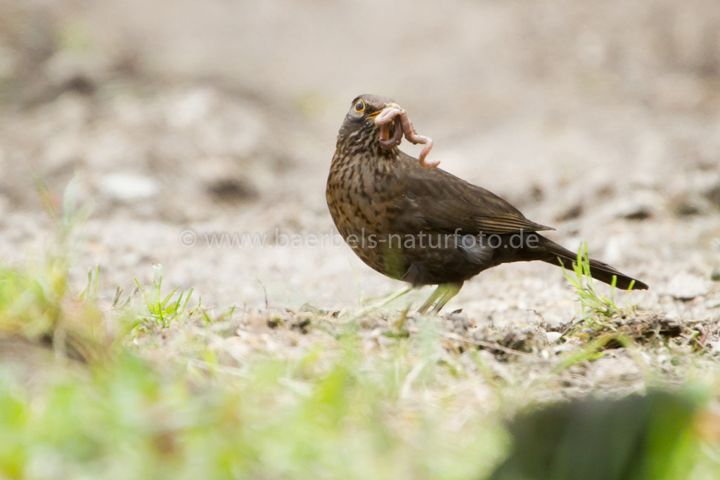 Amsel weibl.