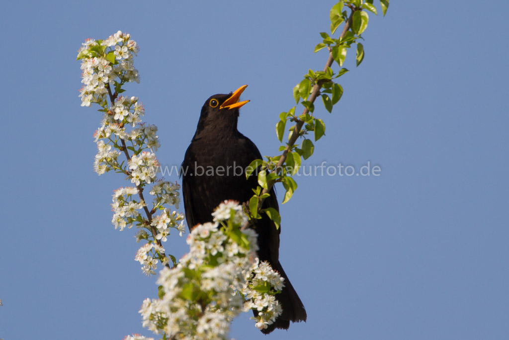 Amsel