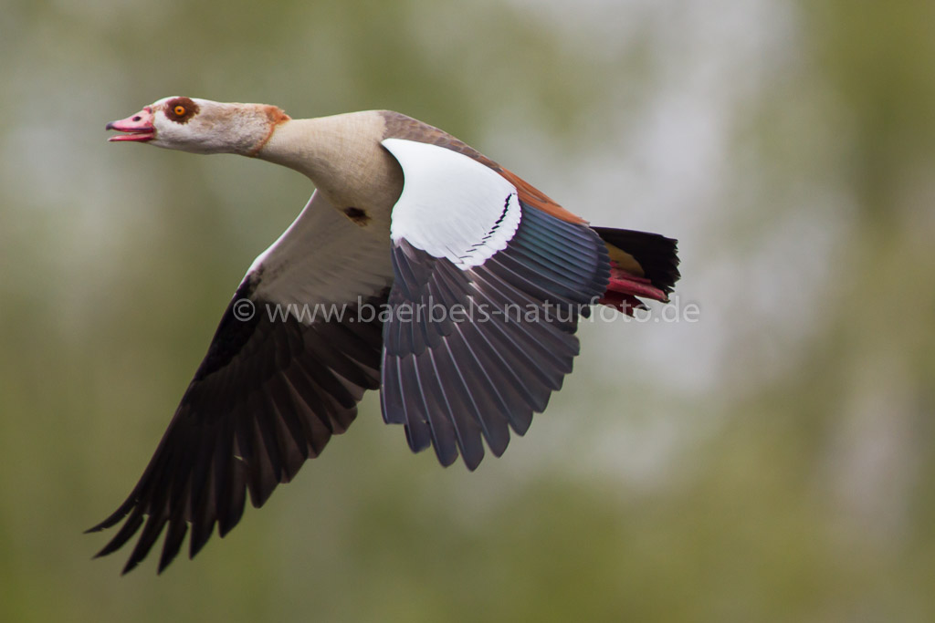 Nilgans