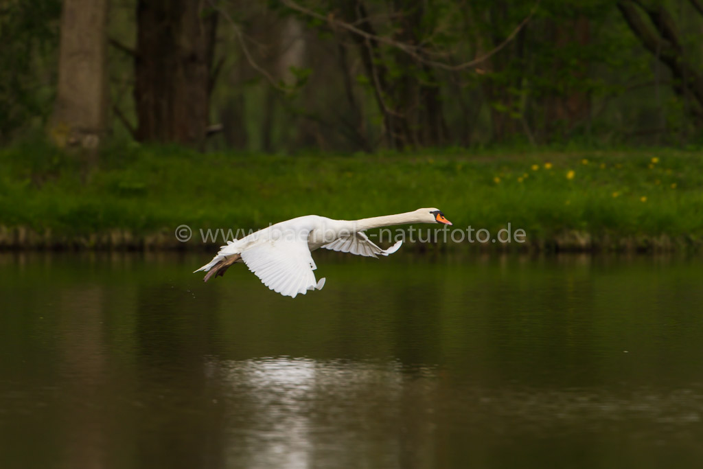 Höckerschwan