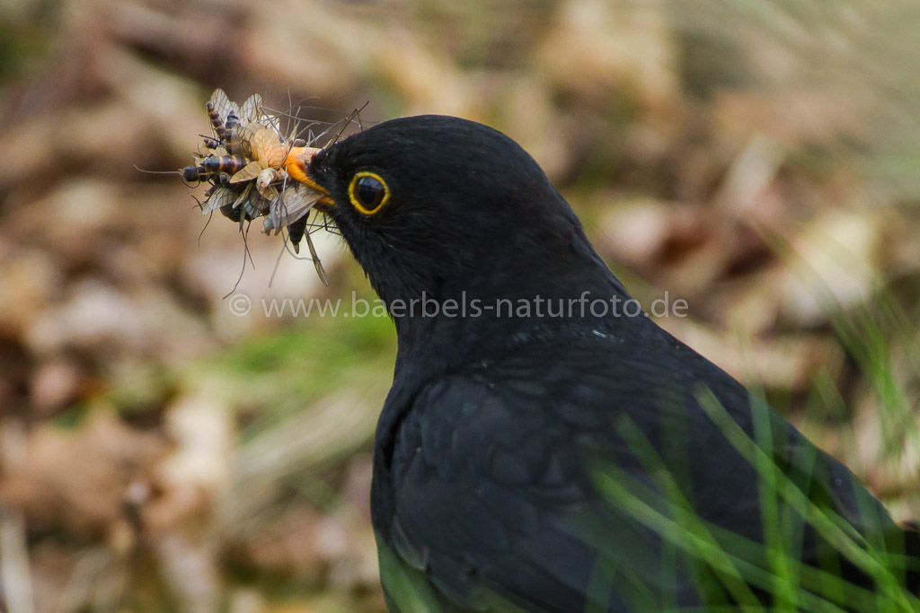 Amsel sammelt Futter