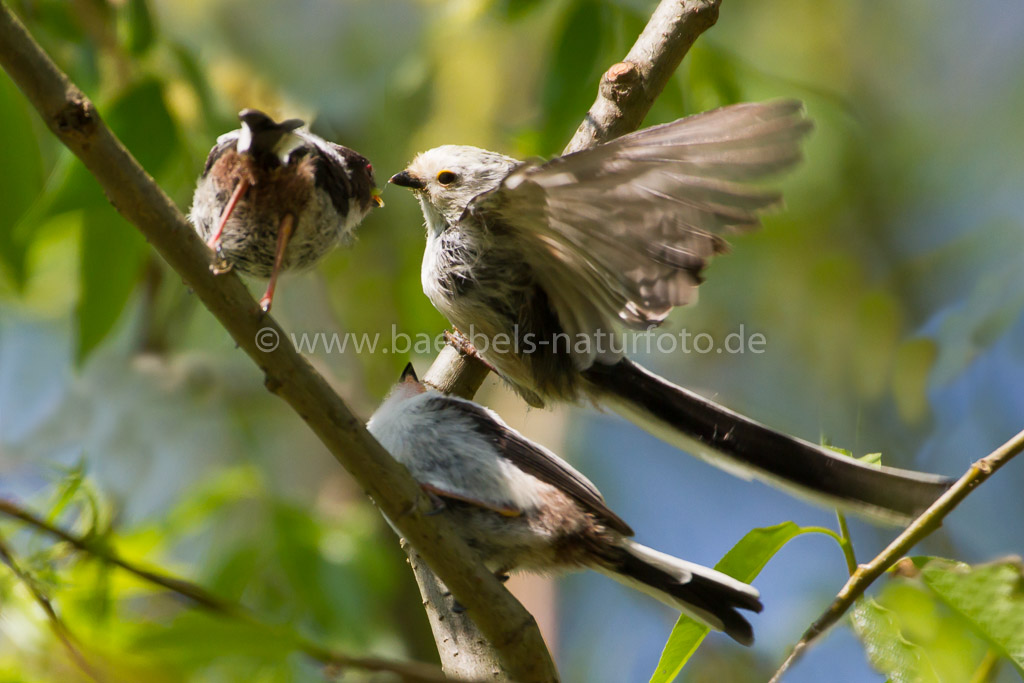 10 kleine Schwanzmeisen haben das Nest verlassen