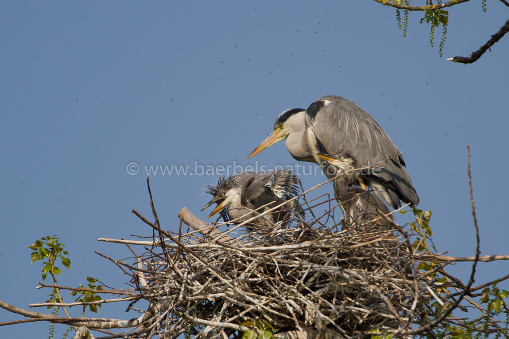 Fliegen schwirren ums Nest