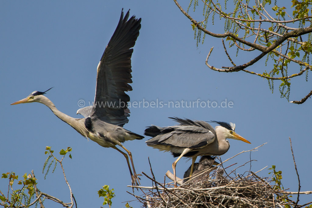 Abflug des anderen Elternteils zur Nahrungssuche