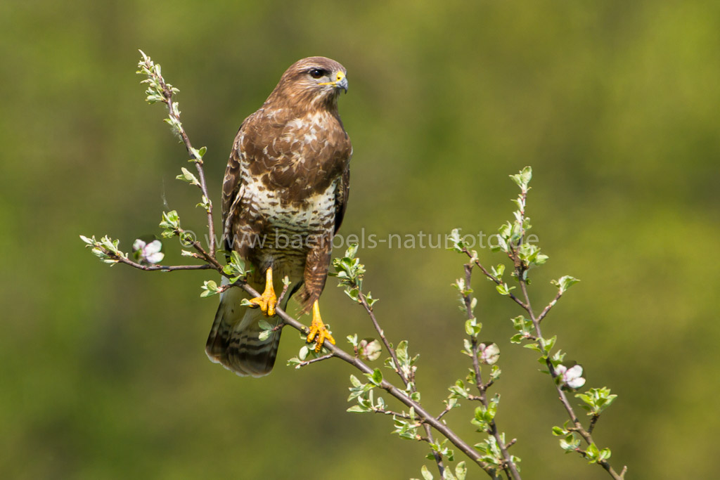 Mäusebussard