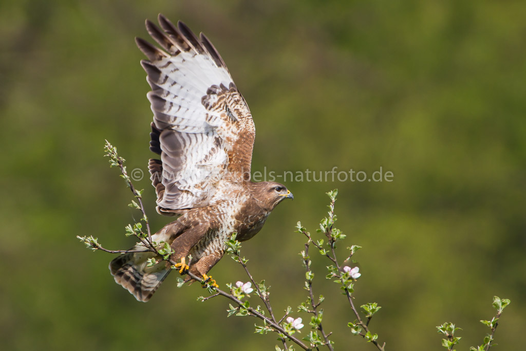 Mäusebussard