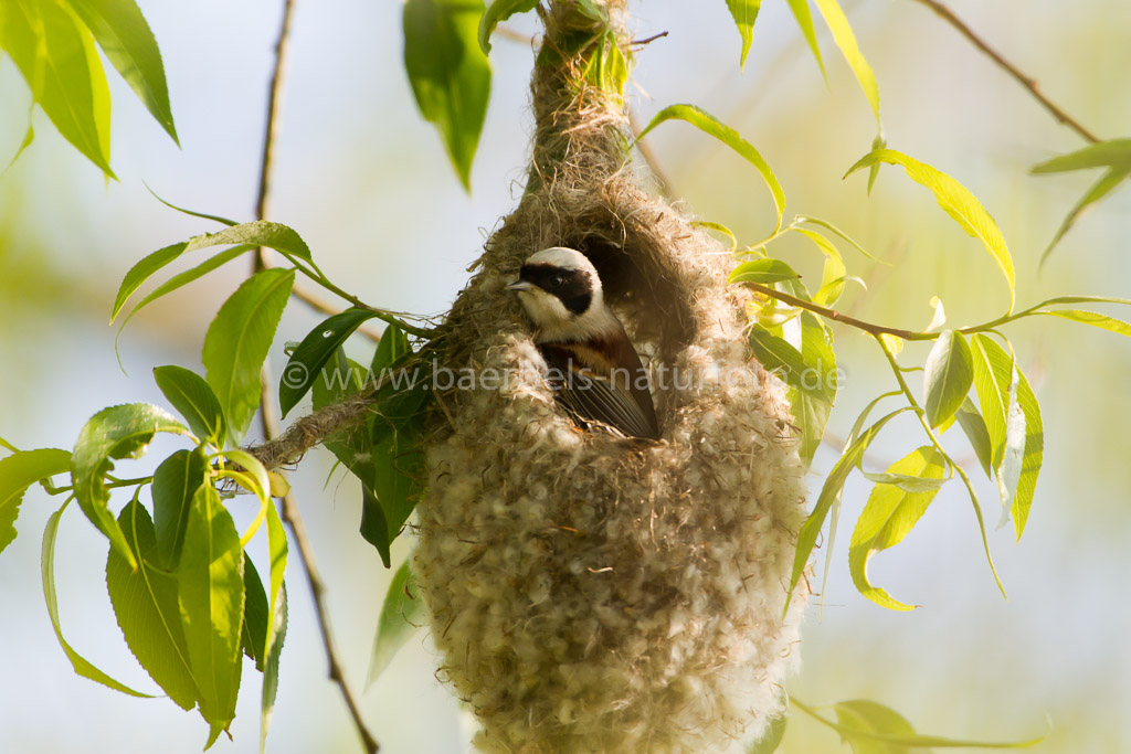 Beutelmeise baut weiter an dem Nest