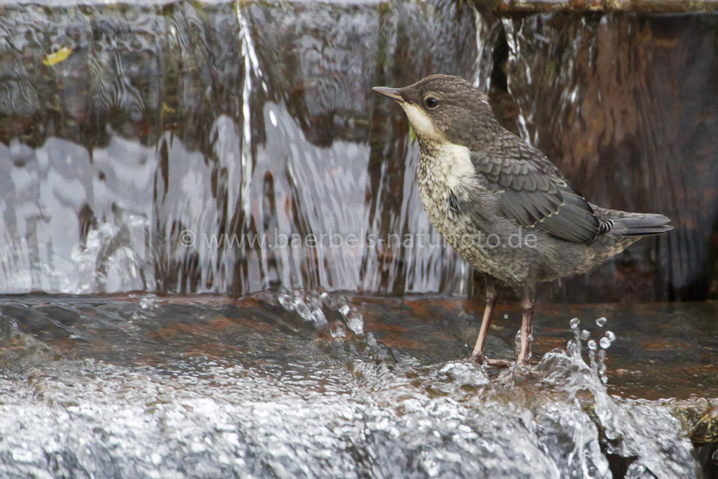 Hier erkundet die 3. kleine Wasseramsel den Wasserfall