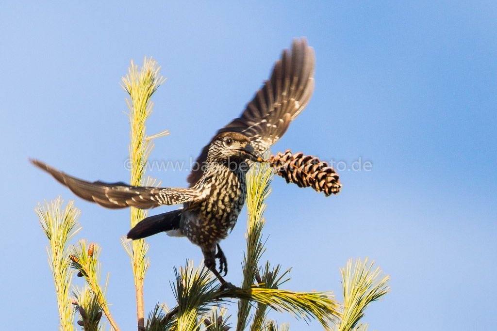 Mit der Zapfe fliegt man zum Fressen in den nächsten Baum