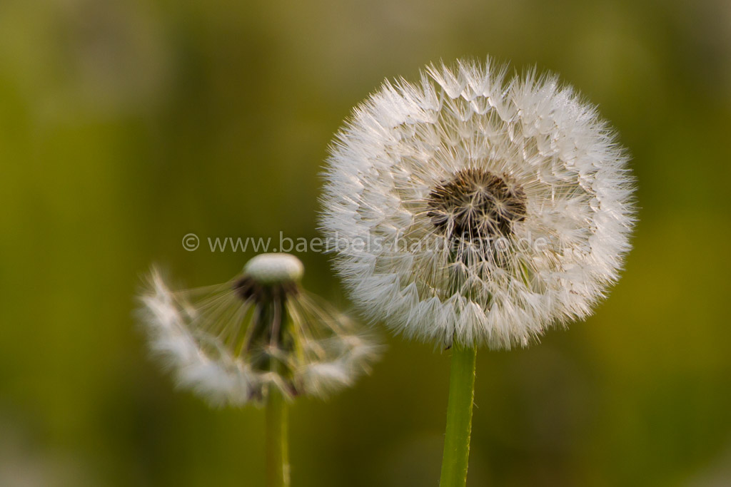 Pusteblume