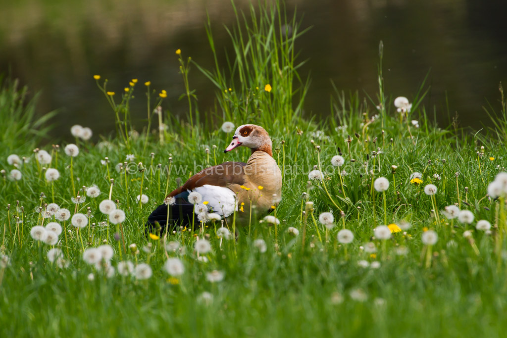 Nilgans