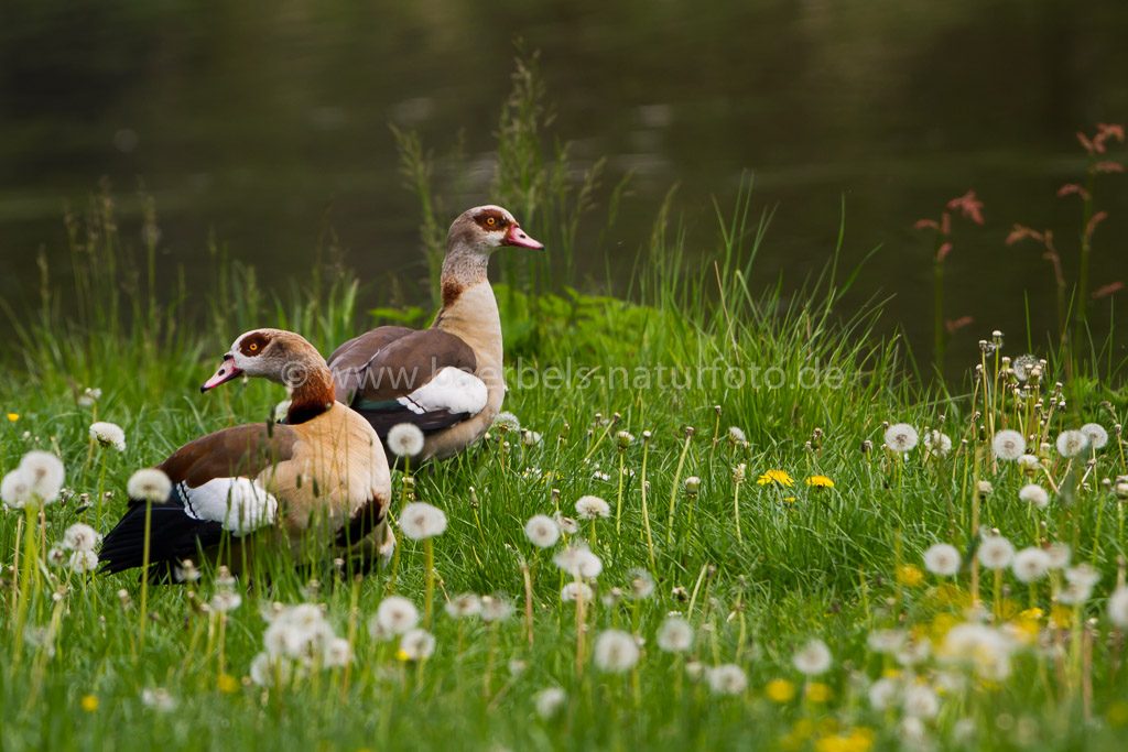 Nilgänse am Teich