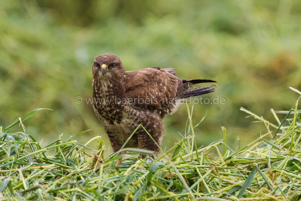 Mäusebussard im frischen Gras