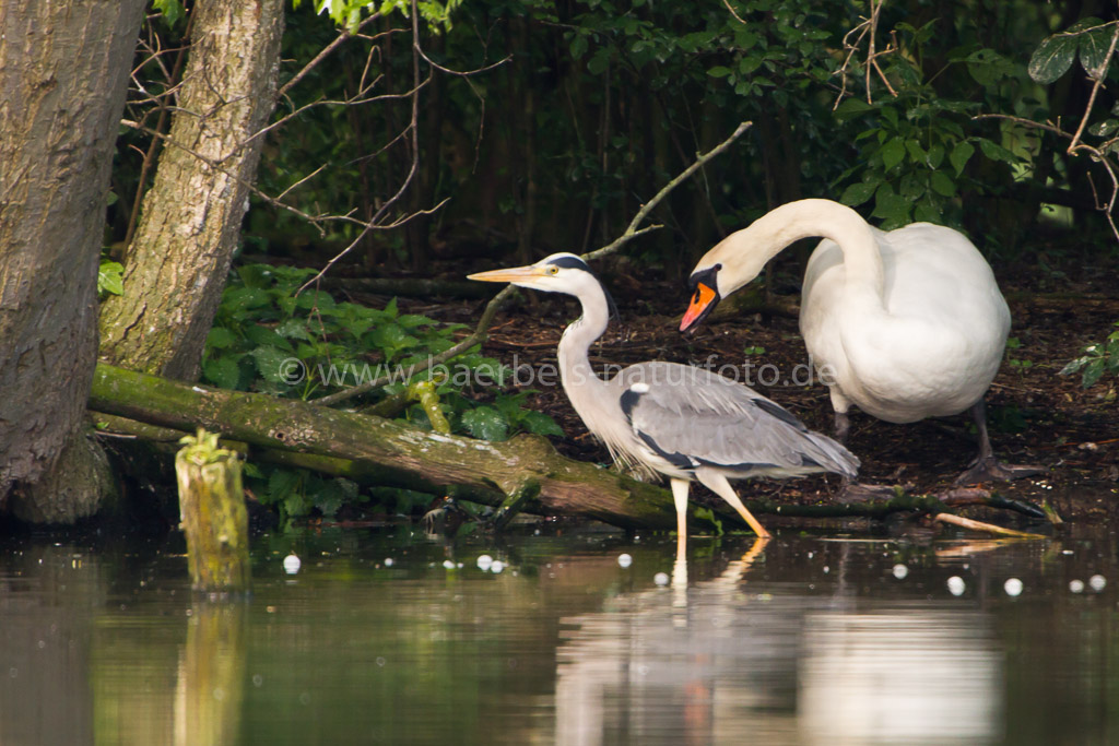 Schwan vertreibt Graureiher