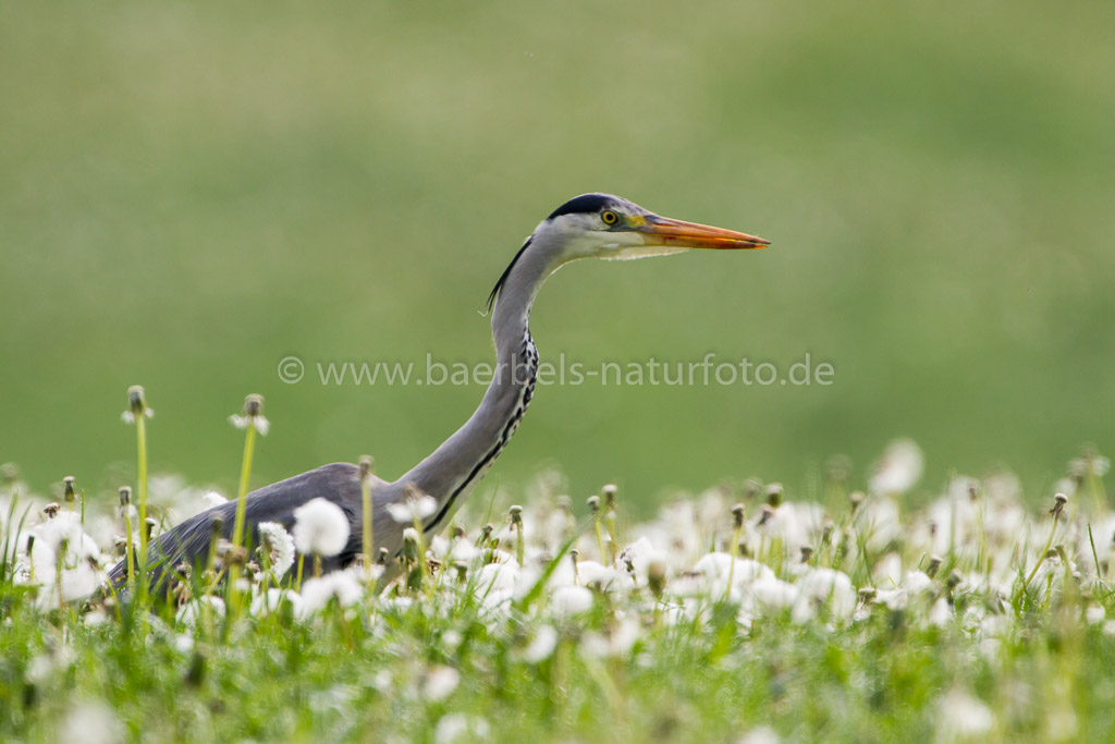 Graureiher im Pusteblumenfeld