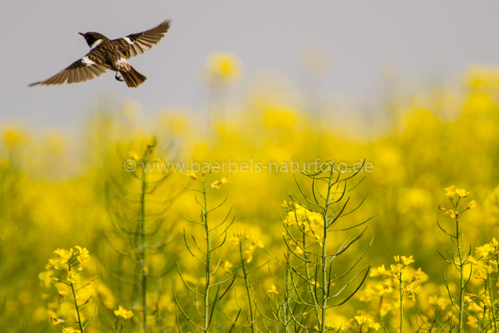 Fliegendes Schwarzkehlchen im Rapsfeld