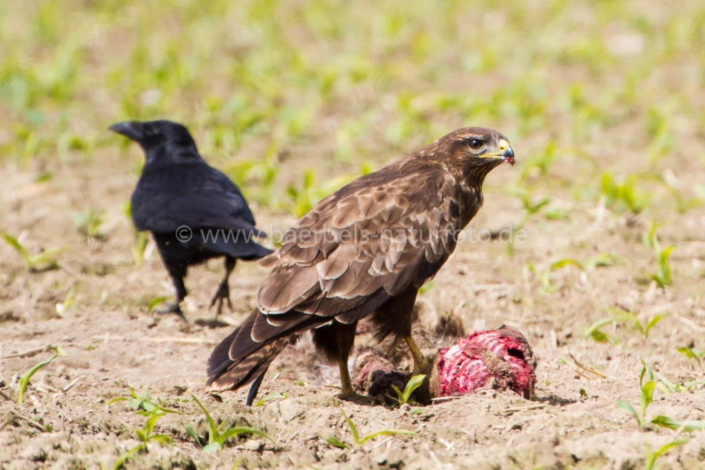 Mäusebussard mit überfahrenem Waschbär