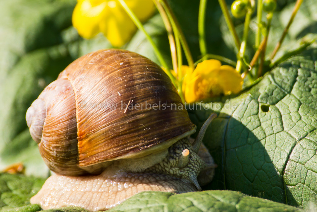 Das Auge der Schnecke beobachtet mich