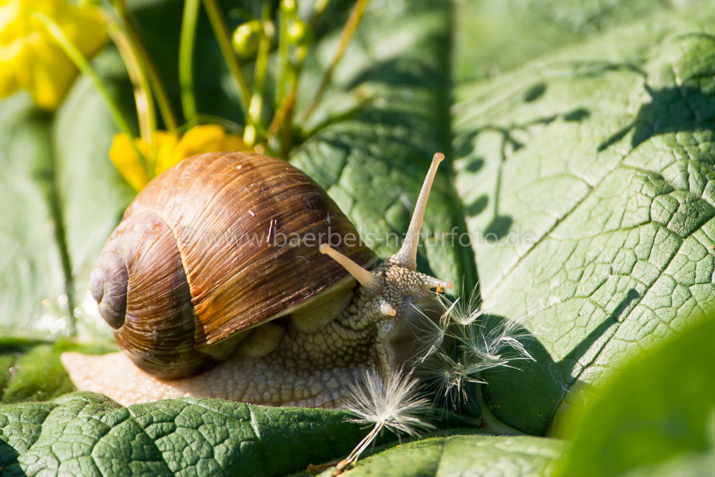 Sie frißt Pusteblume