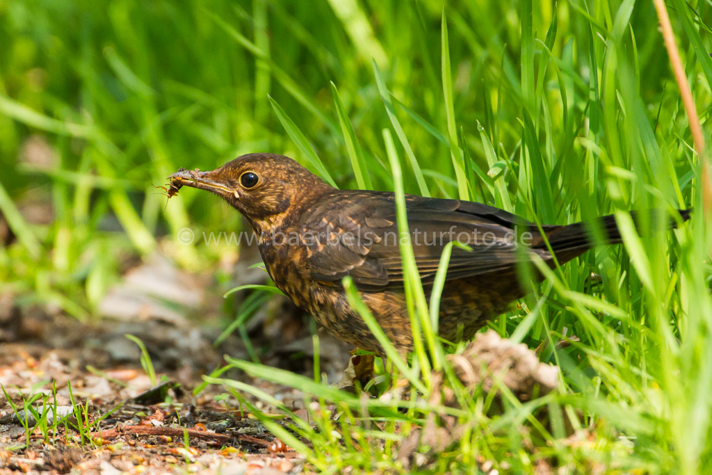 Junge Amsel muß schon selber Futter sammeln