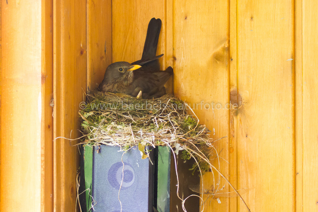 Amsel zieht ihre Jungen in einer Veranda auf der Musikbox groß