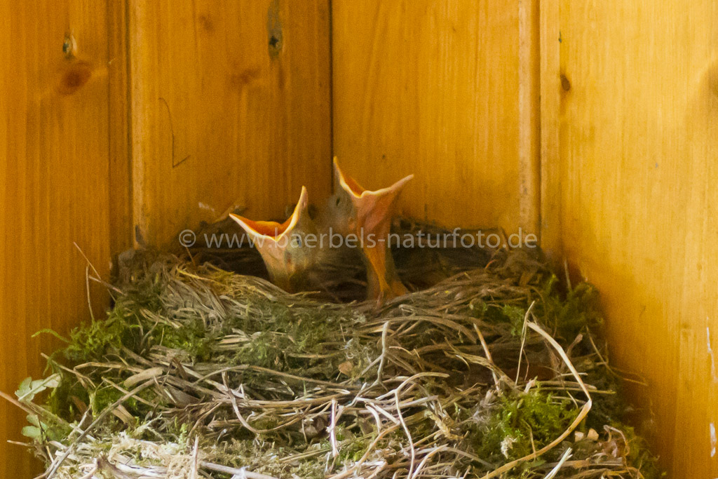 3 Kücken im Nest