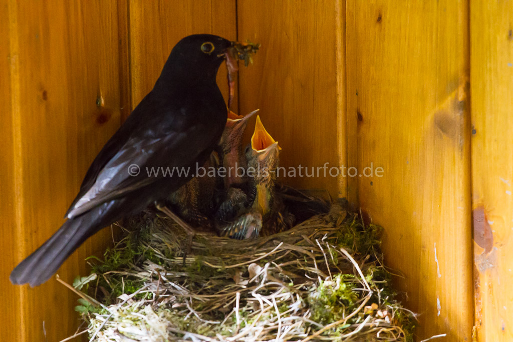 Paar Tage später füttert der Amselvater mit und 6 Kücken liegen bettelnd im Nest