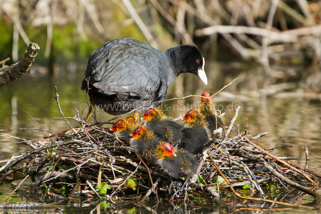 Der Rest der Familie schwimmt schon im Wasser