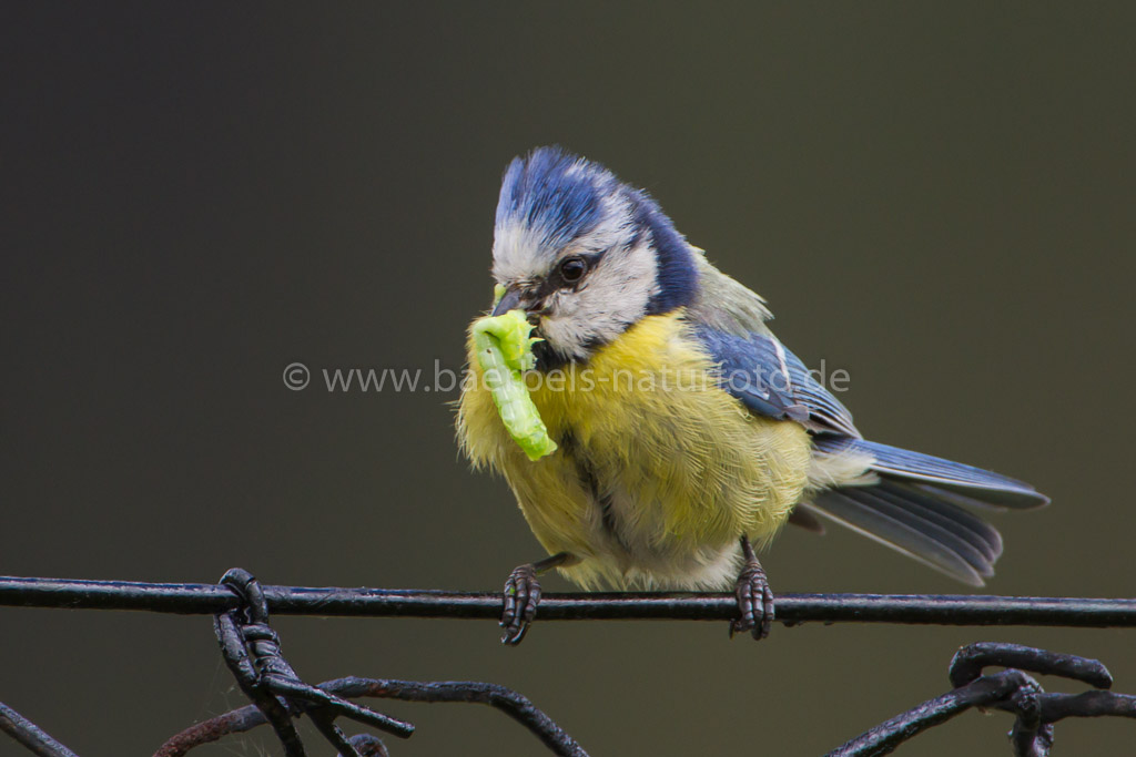 Blaumeise füttert auch